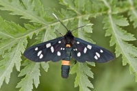 Filename=Phegeavlinder - Amata phegea 6817.JPG
Filesize=238KB
Dimensions=800x532
Date added=Jun 07, 2012 Phegeavlinder - Amata phegea 6817.JPG
