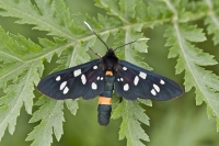 Phegeavlinder - Amata phegea  6817.JPG