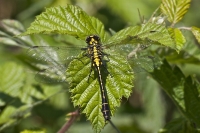 Filename=beekrombout 6748.JPG
Filesize=267KB
Dimensions=800x534
Date added=May 25, 2012 beekrombout 6748.JPG