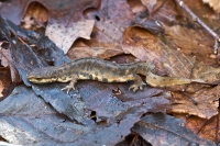 Filename=kleine watersalamander 6220.JPG
Filesize=285KB
Dimensions=800x534
Date added=Feb 29, 2012 kleine watersalamander 6220.JPG