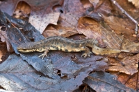 kleine watersalamander  6220.JPG