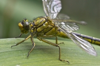 Filename=plasrombout 6691.JPG
Filesize=256KB
Dimensions=800x533
Date added=May 18, 2012 plasrombout 6691.JPG