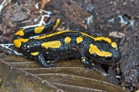 Filename=vuursalamander 5243.jpg
Filesize=225KB
Dimensions=800x533
Date added=Oct 21, 2011 vuursalamander 5243.jpg