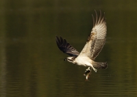 Filename=1DM40054-visarend2.jpg
Filesize=145KB
Dimensions=800x568
Date added=Oct 07, 2012 1DM40054-visarend2.jpg
