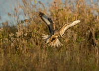 Filename=1DM41139-buizerd.jpg
Filesize=292KB
Dimensions=1000x718
Date added=Nov 03, 2012 1DM41139-buizerd.jpg