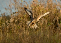 1DM41139-buizerd.jpg