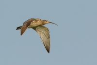 Filename=1DM41306-wulp.jpg
Filesize=295KB
Dimensions=1100x743
Date added=May 19, 2013 1DM41306-wulp.jpg