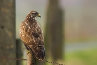 Filename=1DM42018-buizerd3-web.jpg
Filesize=169KB
Dimensions=900x600
Date added=Jan 02, 2013 1DM42018-buizerd3-web.jpg