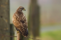 1DM42018-buizerd3-web.jpg