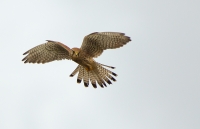 Filename=1DM42054-torenvalk.jpg
Filesize=285KB
Dimensions=1000x649
Date added=Jan 03, 2013 1DM42054-torenvalk.jpg