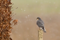 Filename=1DM42490-sperwer3.jpg
Filesize=274KB
Dimensions=800x533
Date added=Feb 14, 2013 1DM42490-sperwer3.jpg