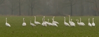 Filename=1DM42507-wilde+kleine-zwaan.jpg
Filesize=269KB
Dimensions=1100x414
Date added=Feb 17, 2013 1DM42507-wilde+kleine-zwaan.jpg