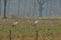 Filename=1DM42655-kraanvogels.jpg
Filesize=286KB
Dimensions=800x533
Date added=Mar 10, 2013 1DM42655-kraanvogels.jpg