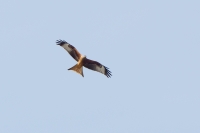 Filename=1DM42999-rode-wouw.jpg
Filesize=156KB
Dimensions=900x600
Date added=Apr 03, 2013 1DM42999-rode-wouw.jpg