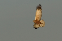 1DM43342-Bruine-kiekendief-M.jpg