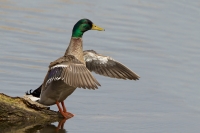 Filename=1DM43445-wilde-eend.jpg
Filesize=287KB
Dimensions=1000x667
Date added=Apr 20, 2013 1DM43445-wilde-eend.jpg