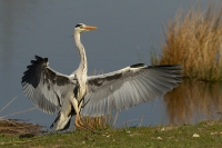 1DM43597-blauwe-reiger.jpg