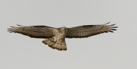 Filename=1DM51412-wespendief.jpg
Filesize=254KB
Dimensions=1000x513
Date added=Aug 15, 2013 1DM51412-wespendief.jpg