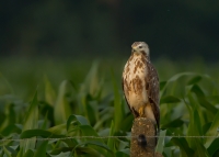 1DM51978-buizerd1.jpg