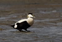 Filename=1DM56733-eider.jpg
Filesize=288KB
Dimensions=1000x692
Date added=Nov 16, 2014 1DM56733-eider.jpg