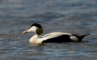 1DM56790-eider.jpg