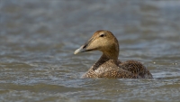 1DM56919-Eider-V.jpg