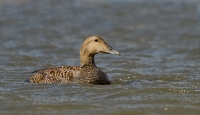 1DM56925-Eider-V.jpg