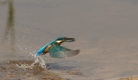 Filename=1DM59363-ijsvogel.jpg
Filesize=278KB
Dimensions=1100x642
Date added=Jun 07, 2014 1DM59363-ijsvogel.jpg