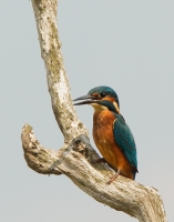 Filename=1DM59455-ijsvogel.jpg
Filesize=290KB
Dimensions=629x800
Date added=Jun 07, 2014 1DM59455-ijsvogel.jpg