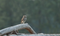 Filename=1DM59697-Steenuil1.jpg
Filesize=290KB
Dimensions=1000x603
Date added=Jun 01, 2014 1DM59697-Steenuil1.jpg