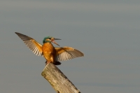 Filename=1DM60260-ijsvogel.jpg
Filesize=230KB
Dimensions=1000x667
Date added=Aug 03, 2014 1DM60260-ijsvogel.jpg