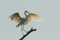 1DM60451-Grote-Zilverreiger.jpg