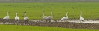 Filename=1DM60568-Kleine-&-Wilde-zwaan.jpg
Filesize=220KB
Dimensions=1000x319
Date added=Nov 16, 2014 1DM60568-Kleine-&-Wilde-zwaan.jpg