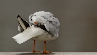 1DM60601-kokmeeuw~0.jpg