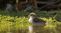 Filename=1DM61916-huismus.jpg
Filesize=292KB
Dimensions=1100x611
Date added=Jun 06, 2015 1DM61916-huismus.jpg