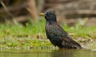 Filename=1DM62517-spreeuw.jpg
Filesize=287KB
Dimensions=1063x628
Date added=Jul 24, 2015 1DM62517-spreeuw.jpg