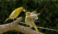 Filename=1DM62635-groenling~0.jpg
Filesize=282KB
Dimensions=1100x653
Date added=Jul 24, 2015 1DM62635-groenling~0.jpg