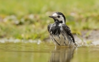 Filename=1DM62682-witte-kwik.jpg
Filesize=287KB
Dimensions=1100x698
Date added=Jul 25, 2015 1DM62682-witte-kwik.jpg