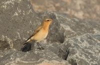 1DM64277-tapuit.jpg