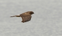 Filename=1DM65144-blauwe-kiek.jpg
Filesize=272KB
Dimensions=1100x640
Date added=Sep 27, 2015 1DM65144-blauwe-kiek.jpg