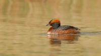 Filename=1dm50866---kuifduiker.jpg
Filesize=293KB
Dimensions=1100x611
Date added=Jun 15, 2013 1dm50866---kuifduiker.jpg