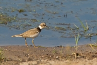 Filename=1dm60136-kleine-plevier.jpg
Filesize=285KB
Dimensions=1000x667
Date added=Aug 09, 2014 1dm60136-kleine-plevier.jpg
