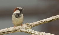 Filename=2DM45183-bewerkt.jpg
Filesize=294KB
Dimensions=1100x661
Date added=May 23, 2015 2DM45183-bewerkt.jpg