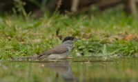Filename=2DM45196-zwartkop.jpg
Filesize=291KB
Dimensions=1100x658
Date added=May 30, 2015 2DM45196-zwartkop.jpg