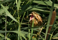 Filename=2DM45411-woudaap.jpg
Filesize=294KB
Dimensions=1000x693
Date added=Jul 25, 2015 2DM45411-woudaap.jpg