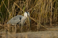 Filename=Blauwe-reiger-2.jpg
Filesize=290KB
Dimensions=1000x667
Date added=Nov 11, 2013 Blauwe-reiger-2.jpg