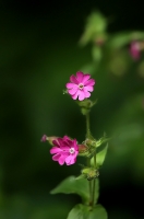 Filename=IMG_52_6514-dagkoekoeksbloem-Silene-dioica.jpg
Filesize=155KB
Dimensions=528x800
Date added=Jun 15, 2012 IMG_52_6514-dagkoekoeksbloem-Silene-dioica.jpg