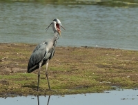 IMG_52_9212-Blauwe-reiger.jpg