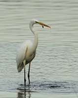 Filename=IMG_7612-grote-zilverreiger1.jpg
Filesize=293KB
Dimensions=632x800
Date added=Oct 30, 2011 IMG_7612-grote-zilverreiger1.jpg