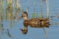 Filename=Wilde-eend.jpg
Filesize=294KB
Dimensions=800x529
Date added=Sep 22, 2012 Wilde-eend.jpg